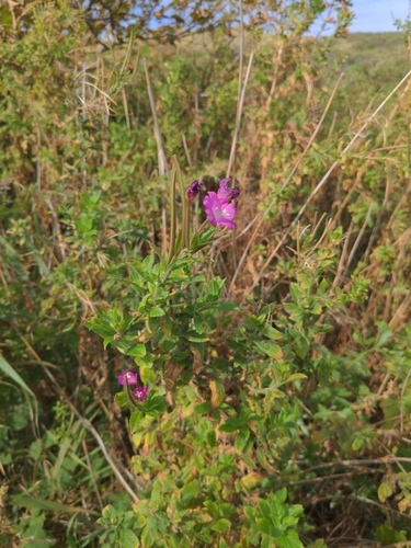 Great Willowherb