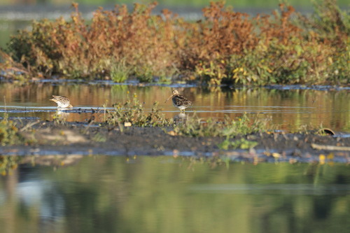 Common Snipe