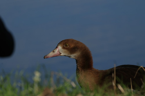 Egyptian Goose