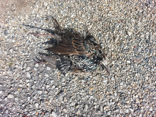European Starling