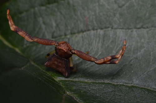 Pistius truncatus