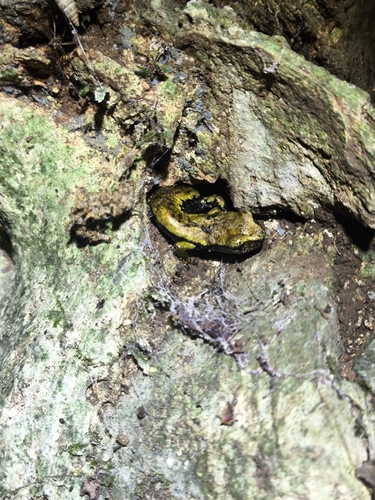 Italian Cave Salamander