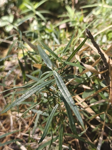 Rabelera holostea, photograph 2