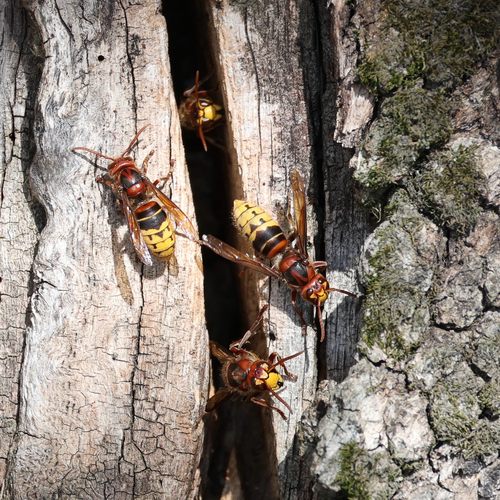 European Hornet