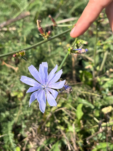 chicory