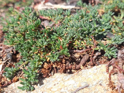 Frankenia laevis