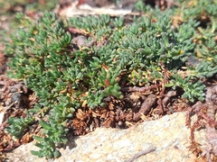 Frankenia laevis