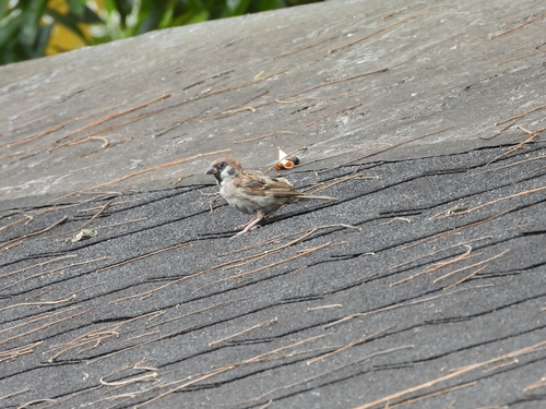 Eurasian Tree Sparrow