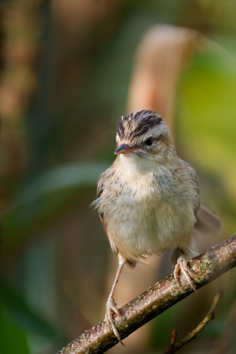 Sedge Warbler