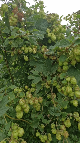 common hops