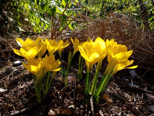 Winter Daffodil