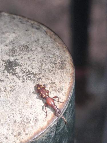 Baryrhynchus poweri