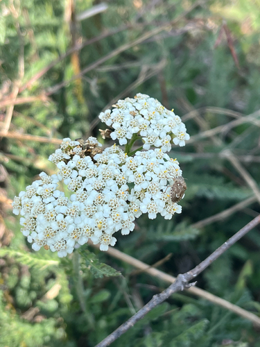 common yarrow