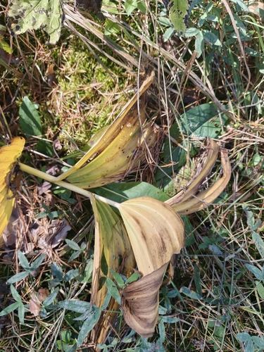 Veratrum lobelianum