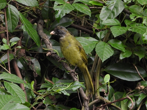 Collared Finchbill