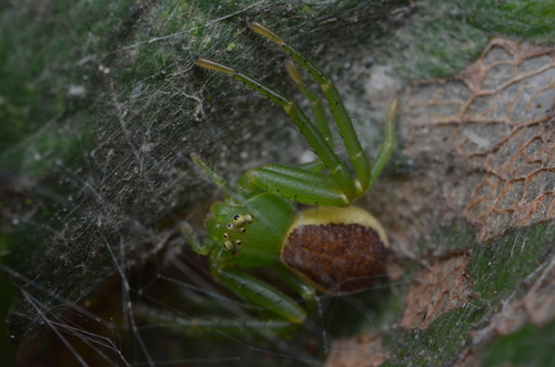 Eurasian Green Crab Spider