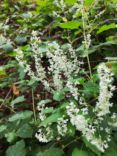 Fallopia baldschuanica, photograph 6