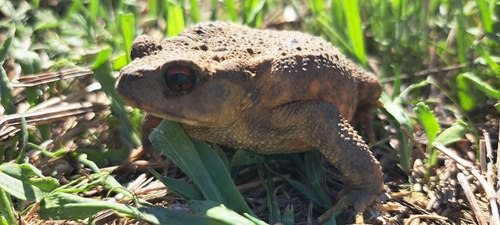 Spiny Toad