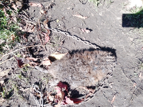 Muskrat