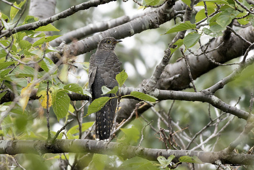 Cuculus saturatus observed 2026-09-19