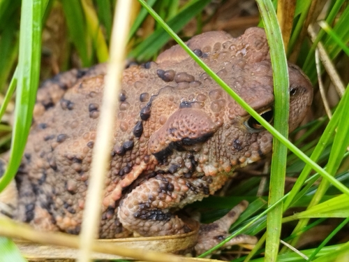 European Toad