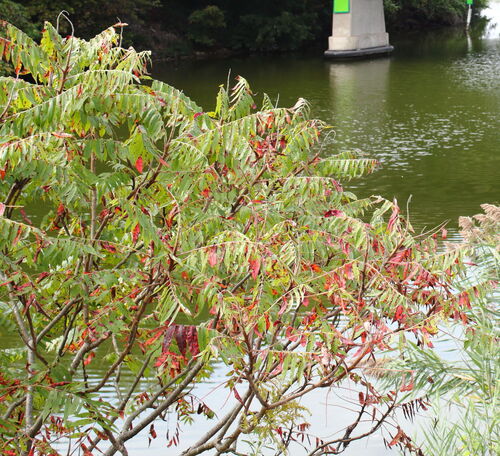 staghorn sumac