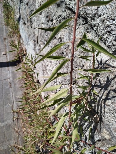 Prunus webbii