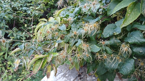 Old man's beard