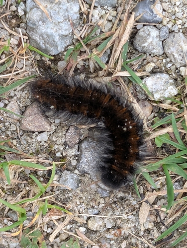 Fox Moth