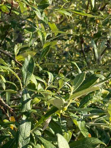 Salix alaxensis