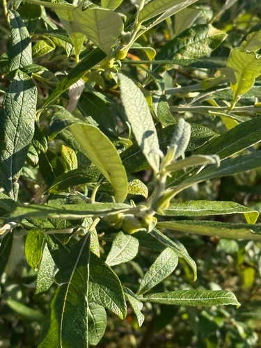 Salix alaxensis, photograph 3