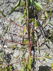 Prunus webbii, photograph author not stated, no rights reserved