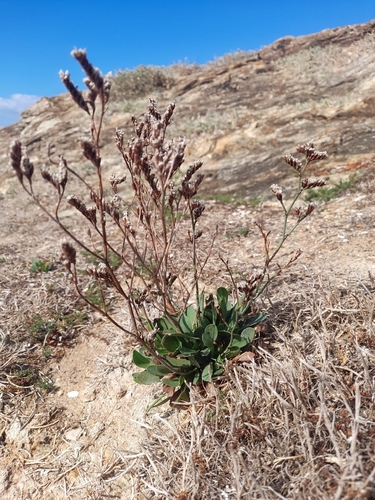Limonium binervosum, photograph 1