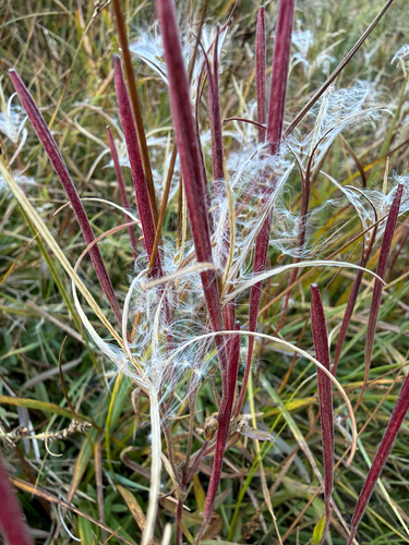 Epilobium palustre, photograph 4