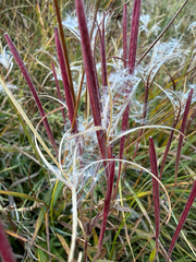 Epilobium palustre, photograph (c) Ingvild Riska, some rights reserved (CC BY)