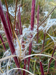 Epilobium palustre