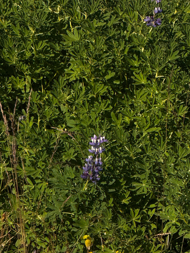 Lupinus nootkatensis, photograph 2