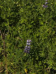 (c) Ingvild Riska, some rights reserved (CC BY) Lupinus nootkatensis, photograph (c) Ingvild Riska, some rights reserved (CC BY)