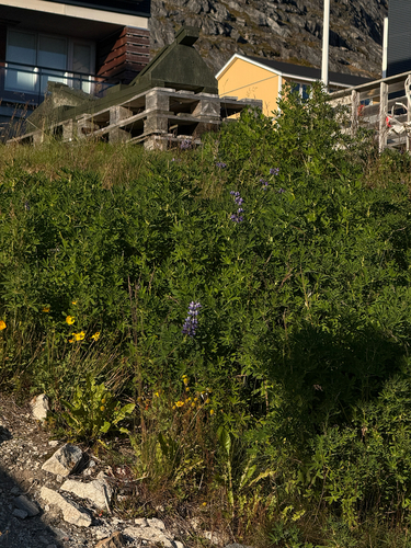 Lupinus nootkatensis, photograph 3