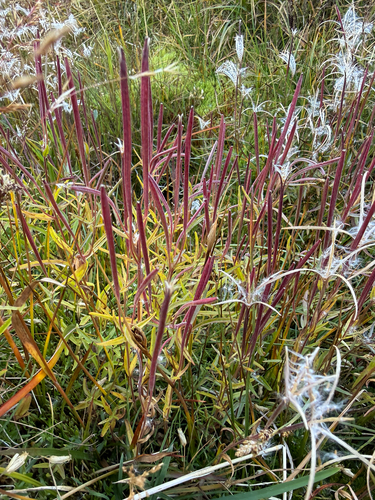 Epilobium palustre, photograph 2