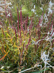 Epilobium palustre, photograph (c) Ingvild Riska, some rights reserved (CC BY)