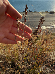 Draba incana