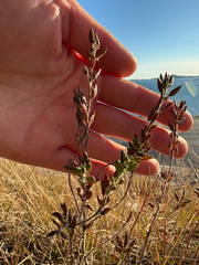 Draba incana, photograph (c) Ingvild Riska, some rights reserved (CC BY)