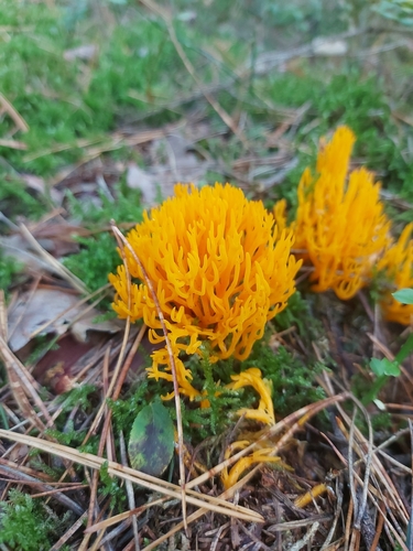 Jelly-antler