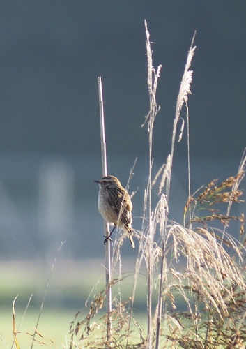 Whinchat
