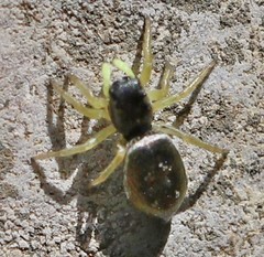 Heliophanus flavipes