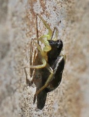 Heliophanus flavipes