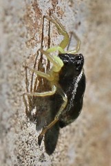 Heliophanus flavipes