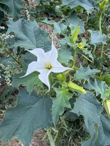 jimsonweed