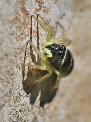 Heliophanus flavipes